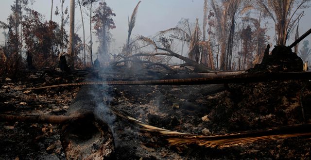Pyrande rester av en skogsbrand längsmed vägen mot nationalparken Jacunda i delstaten Rondonia, Brasilien. 24 augusti 2019. Eraldo Peres / AP