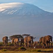 Elefanter i Amboseli.