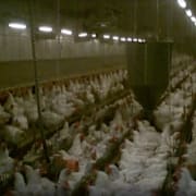 Hönsen åt varandra levande.