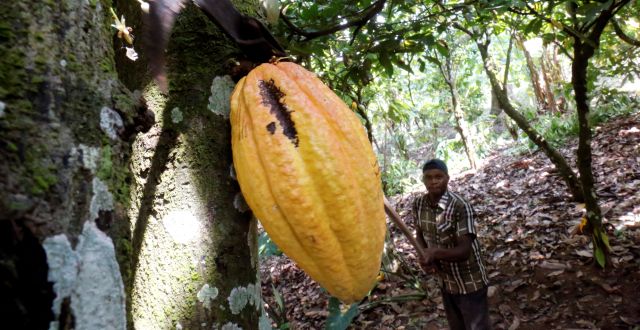 En kakaoplantage i Elfenbenskusten. THIERRY GOUEGNON / REUTERS