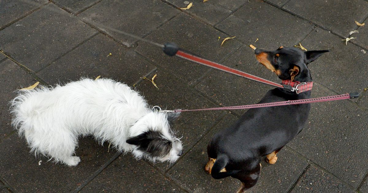 Kunde inte betala taxi chaufför tog hund i pant