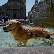 Hund i Italien tar ett bad, arkivbild.