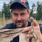 Arlabonden Jörgen Ericsson konstaterar: av den vita ekologiska bomullen återstår bara rester. 