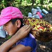 En kaffeplockare i Nicaragua.