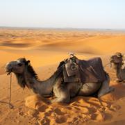 Kameler i regionen Erg Chebbi i Marocko där sanddynen ”Lala Lallia” finns.