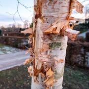 Tidigare bild från Malmö. 