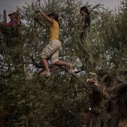 Utländska volontärer skördar oliver tillsammans med lokalbor i området kring byn Kafr Malik på Västbanken, 4 november 2025. 