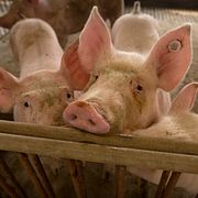 Arkivbild: Grisar på farm i Hebeiprovinsen. 