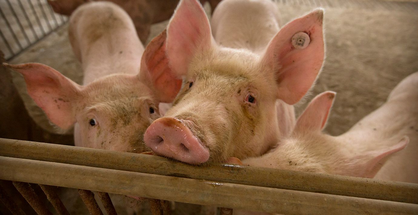 Arkivbild: Grisar på farm i Hebeiprovinsen. 