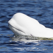 Vitval och vitvalsskådare i Hokksund vid Drammensälven, Norge den 23 april 2026.