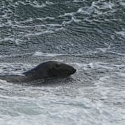 Sälar utanför den skottska kusten. Arkivbild. 