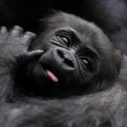 Gorilla på djurpark i London, arkivbild från 2024. 