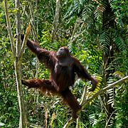 En orangutang på Borneo.