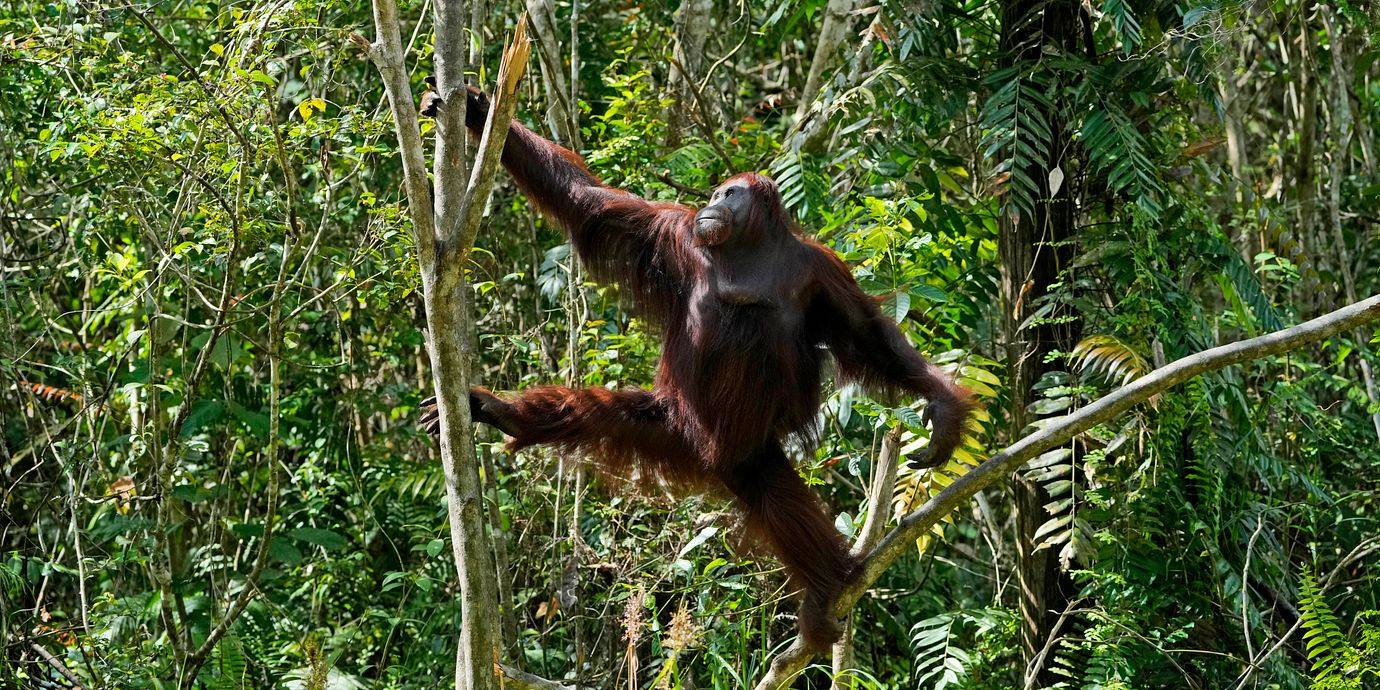 En orangutang på Borneo.