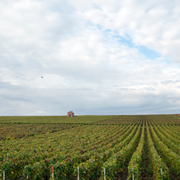 Vinregionen Champagne i Frankrike