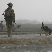 Hundekipage söker under insatsen i FS20 i Afghanistan, arkivbild från 2011. 