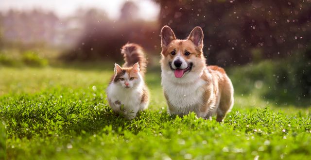 Katt och hund på äventyr. Shutterstock