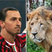 Ibrahimovic och Herngren, med illustrationsbilder av lejon och babian