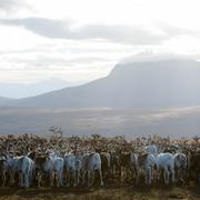 Arkivbild: Renar samlade under sarvslakten på berget Biergenis 