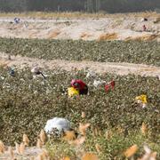 Bomullsplockare i Xinjiang 