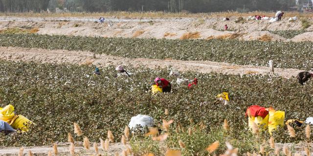 Bomullsplockare i Xinjiang  Shutterstock