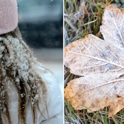 En tjej som har snö på sin mössa samt ett frostigt löv. Arkivbilder.