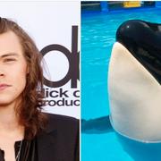 Harry Styles / Späckhuggaren Lolita på Miamis havsakvarium