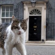 En katt passerar utaför den brittiske premiärministerns residens på Downing Street 10.