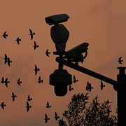En flock duvor passerar bakom övervakningskameror i Peking. Arkivbild.