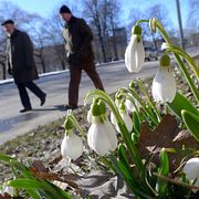 Efter snö kommer snödroppar – och årets deklaration.