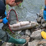 Frivilliga plockar upp död fisk ur floden Oder i östra Tyskland.