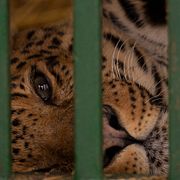 En leopard som har omhändertagits av en djurskyddsorganisation i Ukraina fotograferad i mars 2023. Bilden har ingen koppling till innehållet i artikeln.
