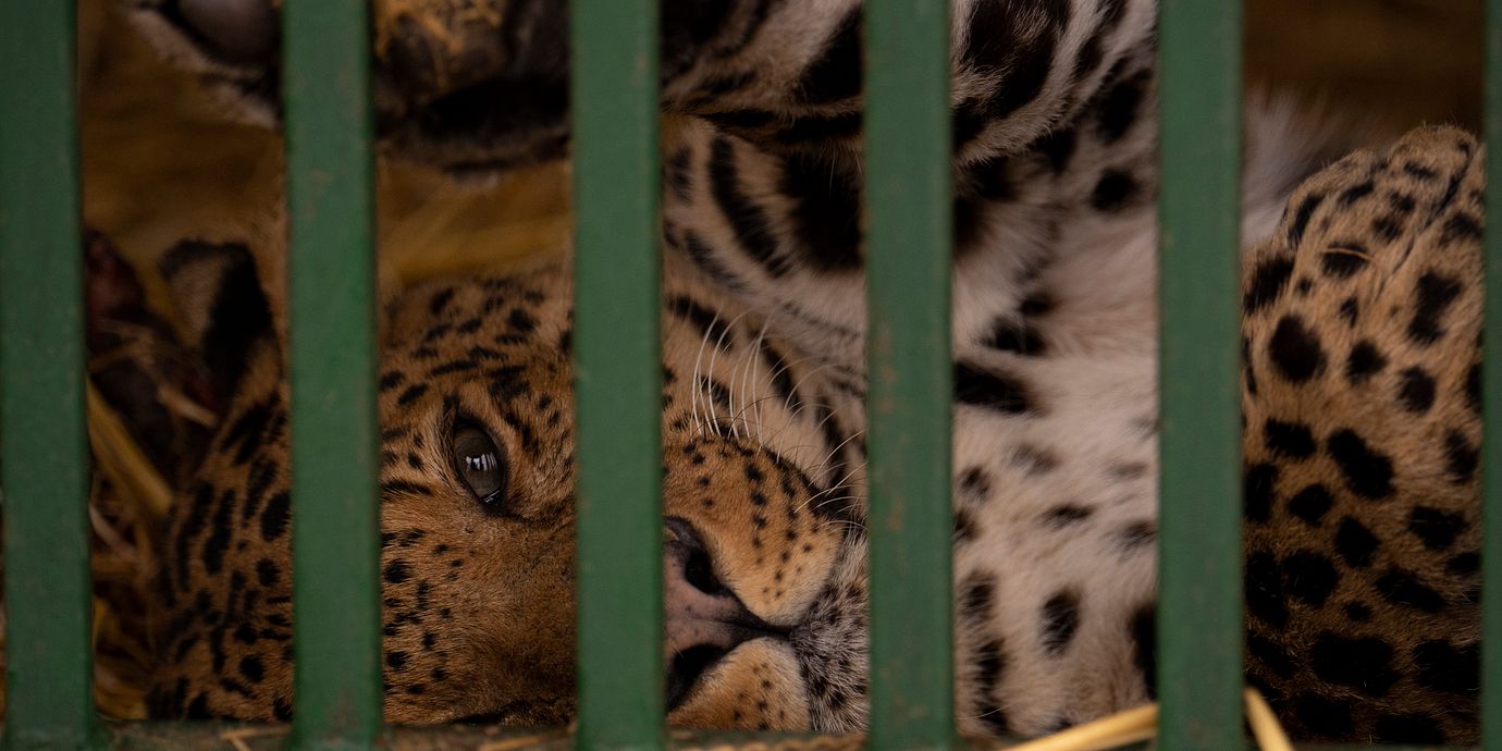 En leopard som har omhändertagits av en djurskyddsorganisation i Ukraina fotograferad i mars 2023. Bilden har ingen koppling till innehållet i artikeln.