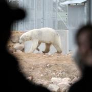 Isbjörnarna lever i ”Polar World” på Orsa rovdjurspark.