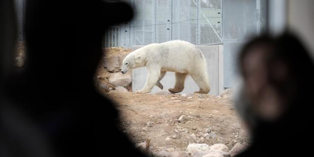 Isbjörnarna lever i ”Polar World” på Orsa rovdjurspark. ULF PALM / TT