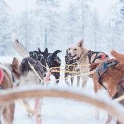 Nya Scandinavian Mountains Airport blir den första och förmodligen enda flygplatsen i Skandinavien där du kan boka transfer med hundspann mellan flygplats och skidbacke.