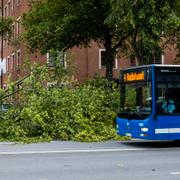 Nedfallet träd på Södermalm.