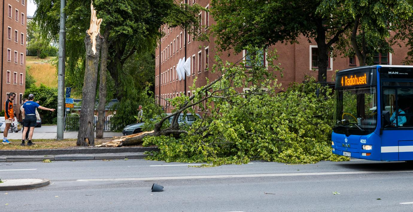 Nedfallet träd på Södermalm.