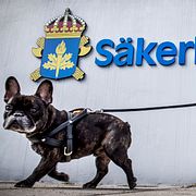 STOCKHOLM 2016-04-26
En hund går förbi Säkerhetspolisen, Säpo, på Bolstomtavägen i Solna 
Foto: Tomas Oneborg / SvD / TT / Kod: 30142
** OUT DN, Dagens Industri (även arkiv) **