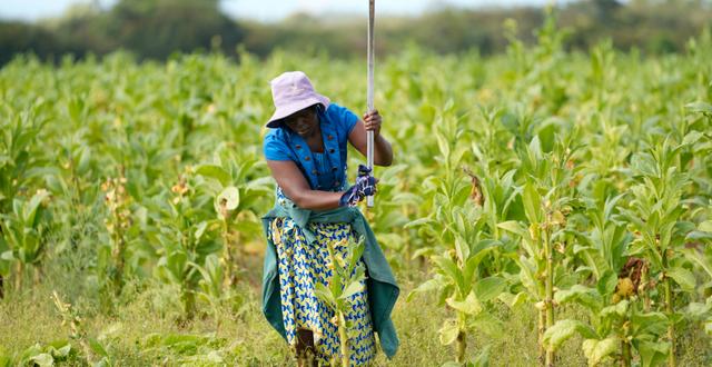 En kvinna jobbar på en tobaksodling utanför Harare i Zimbabwe.  Tsvangirayi Mukwazhi / AP