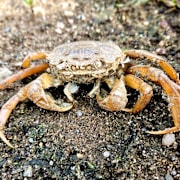 Kinesisk ullhandskrabba.