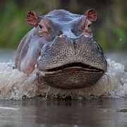Flodhäst i floden Magdalena i Colombia.