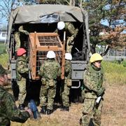 Soldater hanterar en björnbur.