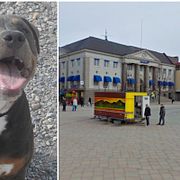Amstaffen på bilden är inte den omhändertagna hunden.
