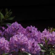 Kvinnan uppgav att hon dragits in i en Rhododendronbuske och våldtagits av fyra män.