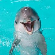 Delfin på Kolmårdens djurpark. Arkivbild från 2016.