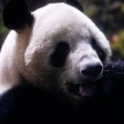 Bild på Xiao Xiao och farvälteckningar som satts upp i ett köpcentrum nära Ueno Zoo.