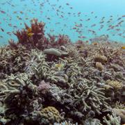 Stora barriärrevet.