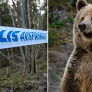 Arkivbild: Brunbjörn på Kolmårdens djurpark