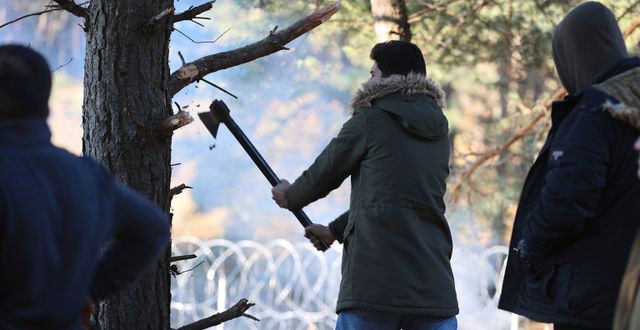 Migranter hugger ner träd vid gränsen.  Leonid Shcheglov / TT NYHETSBYRÅN